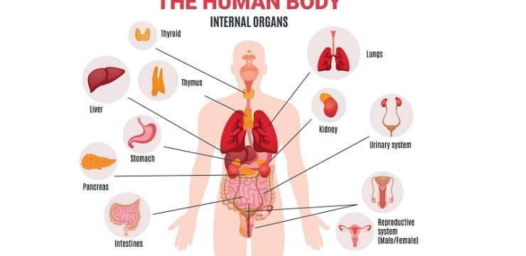 آشنایی با غدد داخلی بدن | بهترین کلینیک زیبایی اصفهان | کلینیک راشا