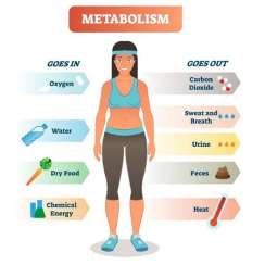 عوامل داخلی و خارجی موثر بر متابولیسم بدن